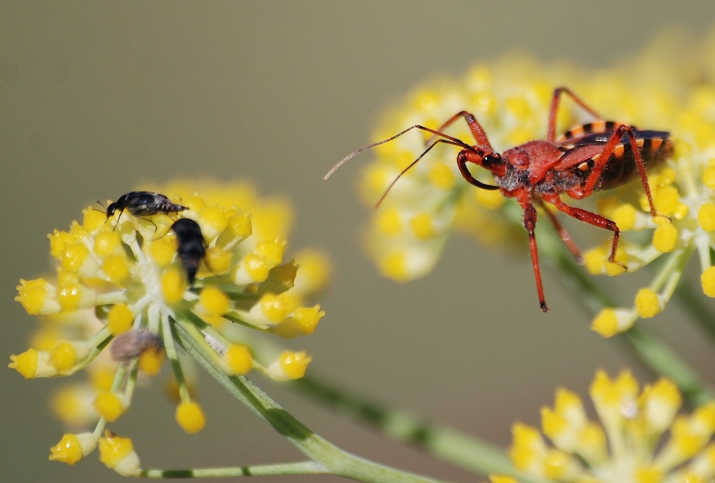 Reduviidae: Rhinocoris erythropus della Sardegna